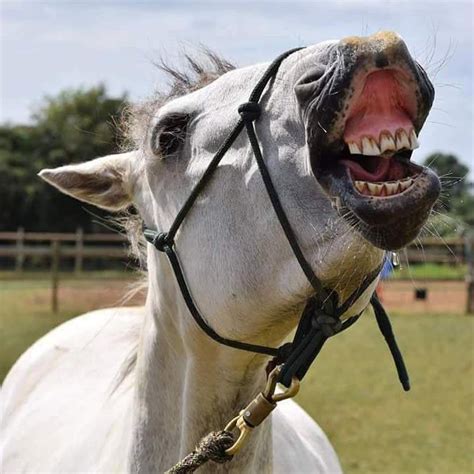 What makes a horse smile?