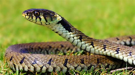 What makes a snake an animal?