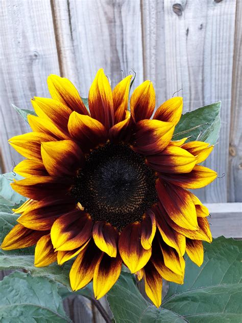 What makes a sunflower beautiful?