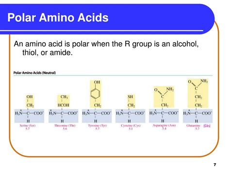 What makes amino acid polar?