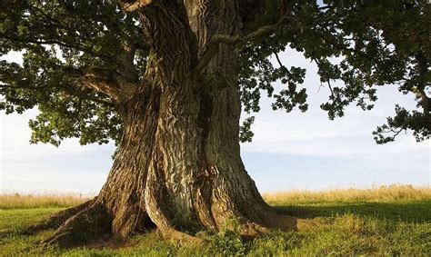 What makes an oak tree strong?