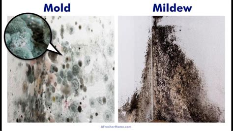 What makes black mold worse?