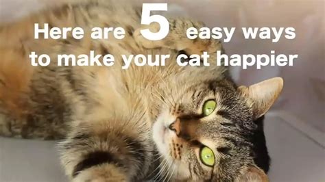 What makes cats happier?