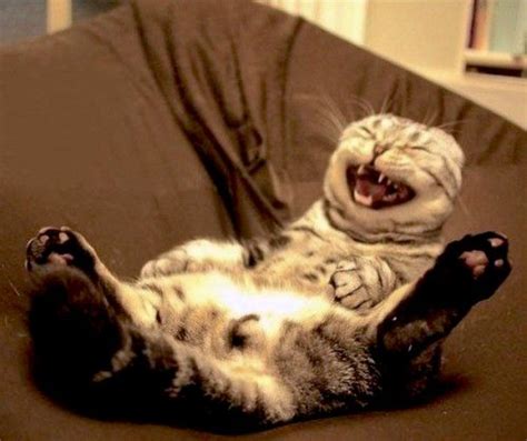What makes cats laugh?