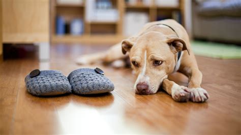What makes dog separation anxiety worse?