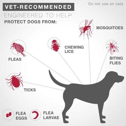 What makes fleas worse?