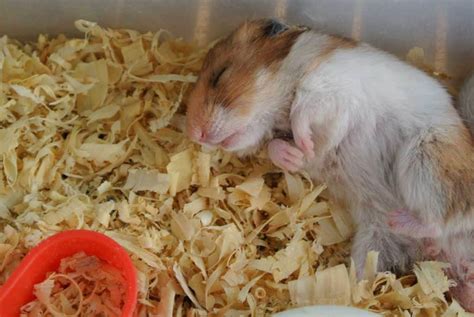 What makes hamsters happy?