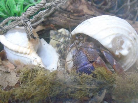What makes hermit crabs stressed?