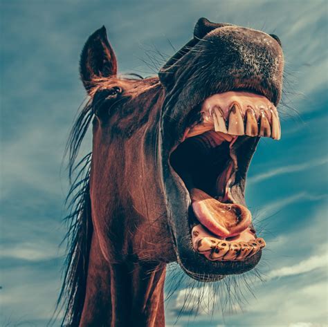 What makes horses angry?