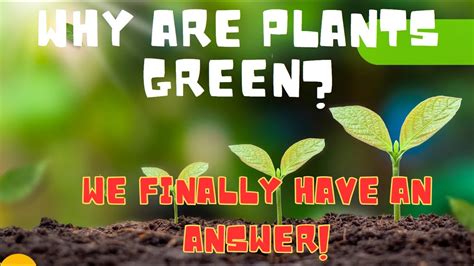 What makes plants greener?