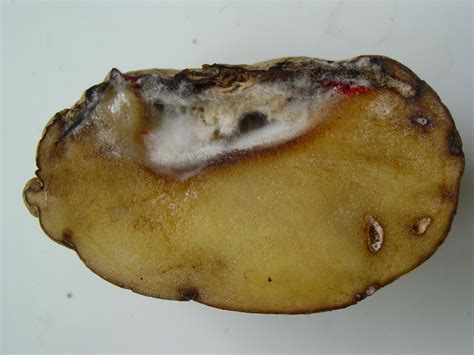 What makes potatoes rot?