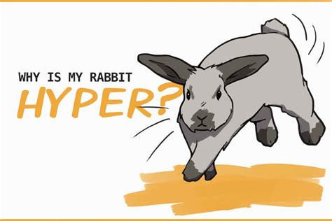 What makes rabbits hyper?