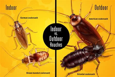 What makes roaches stay away?