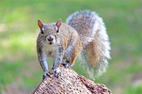 What makes squirrels aggressive?