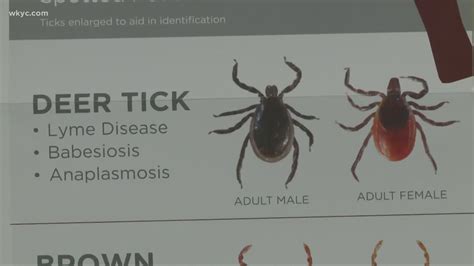 What makes ticks worse?