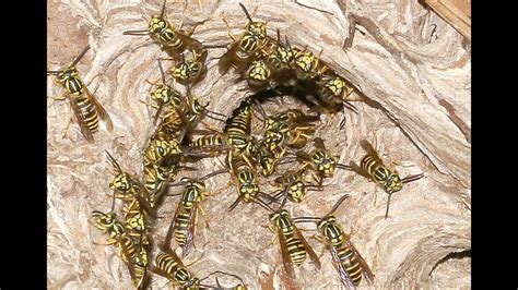 What makes yellow jackets angry?