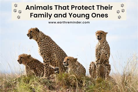 What male animal protects the female?