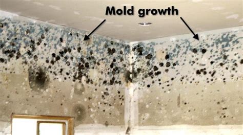 What material does mould not grow on?