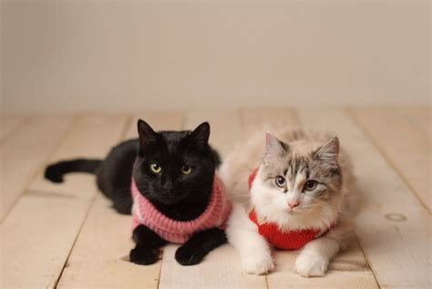 What material is best for cat clothes?