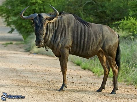 What means GNU?