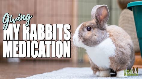 What medicine can I give my rabbit for infection?