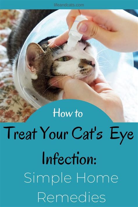 What medicine is good for cats eyes?