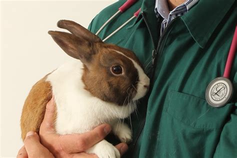 What medicine is good for rabbits with bloat?