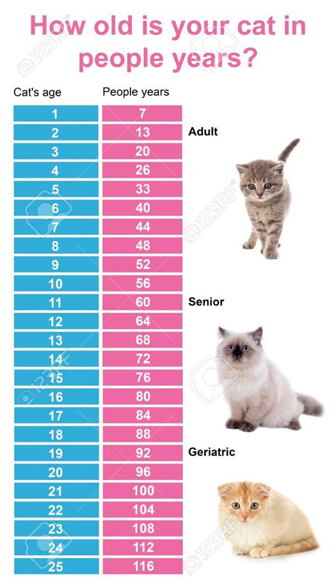 What mental age are cats?