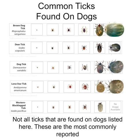 What month are ticks the worst?