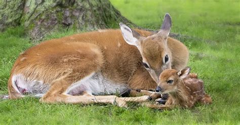 What month do deer give birth?