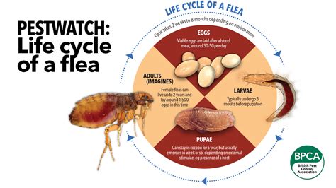 What month do fleas go away?