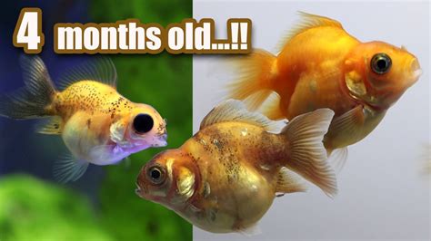 What month do goldfish have babies?
