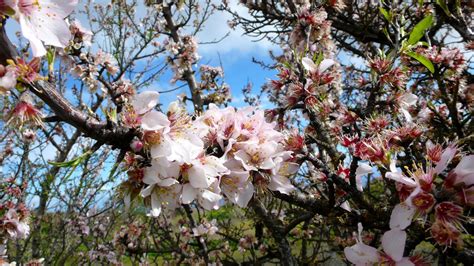 What month is almond blossom?