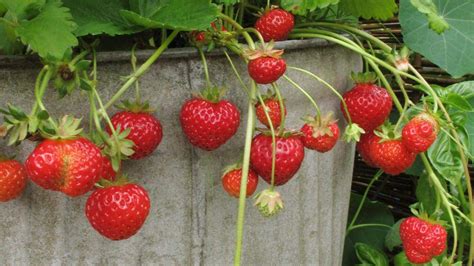 What month is best to plant strawberries?