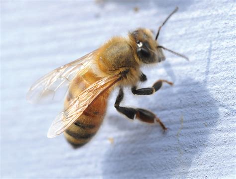 What months are bees most aggressive?