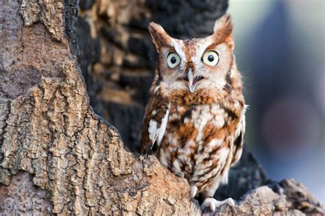 What months are owls most active?