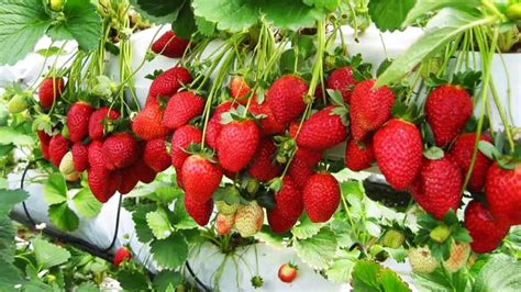 What months do strawberries grow best?
