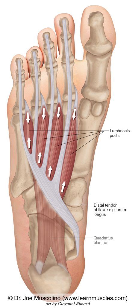 What muscle is attached to the foot?