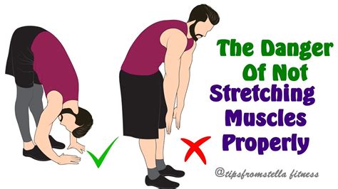 What muscles are never stretched?