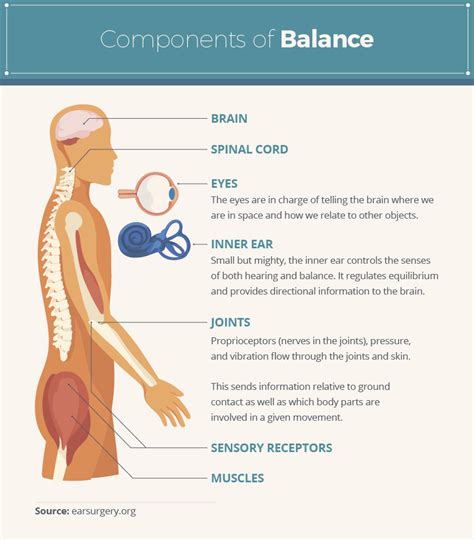 What muscles control balance?