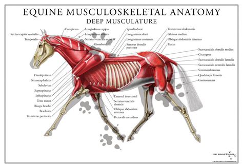 What muscles does trotting work?