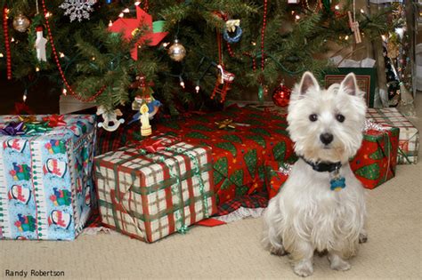 What my dog wants for Christmas?