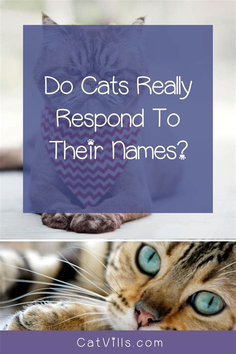 What names do cats respond to?