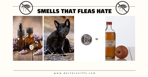 What natural smell do fleas hate?