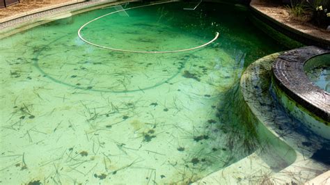 What naturally kills algae in a pool?