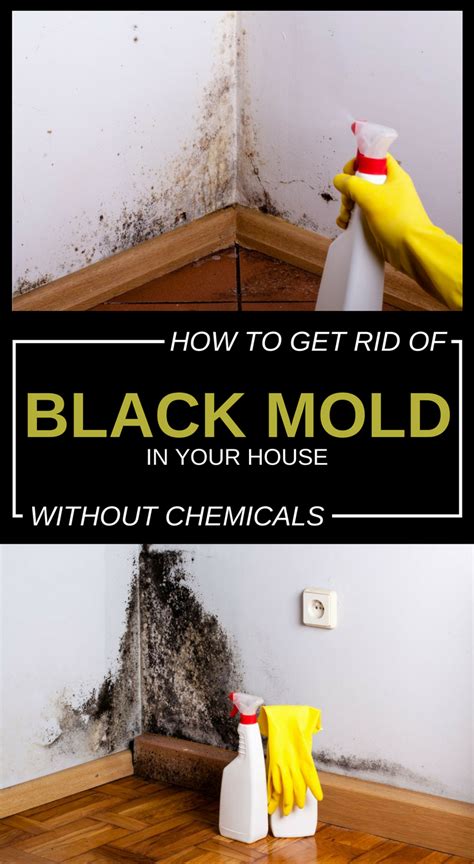 What naturally kills black mold?