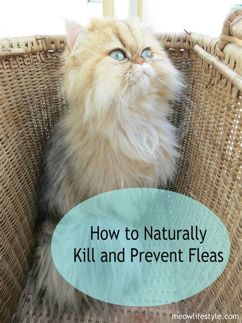 What naturally kills fleas on cats?