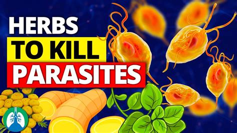 What naturally kills parasites in the body?