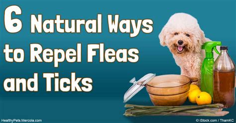 What naturally repels fleas?