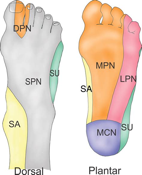 What nerve controls the foot?